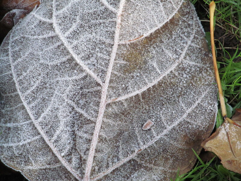 Frost-covered Leaf — White, Calm