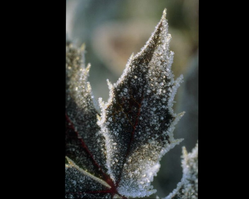 Frost-covered Leaf — White, Cold
