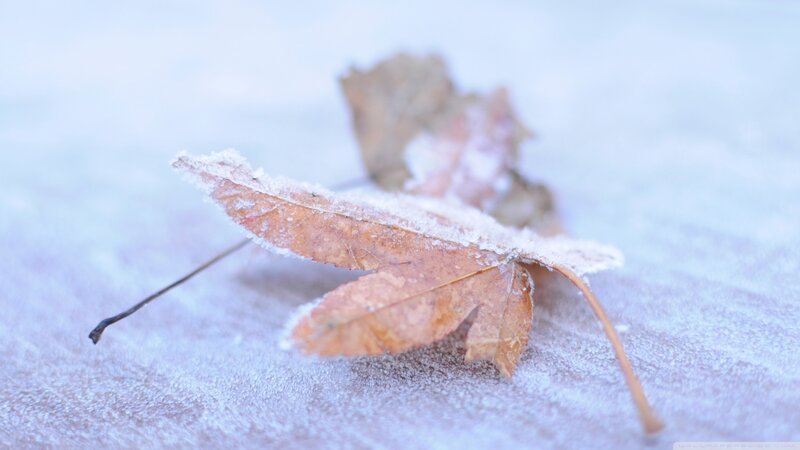 Frost-covered Leaf — White, Cold, Winter, Photograph