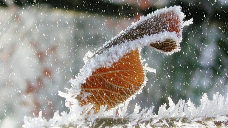 Frost-covered Leaf — White, Cold, Winter