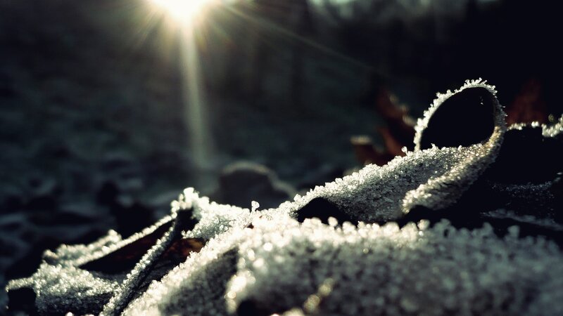 Frost-covered Leaf — White, Dramatic
