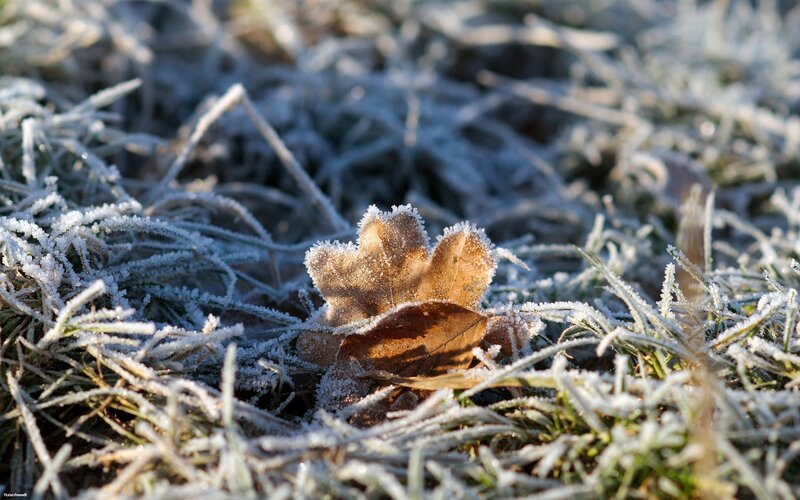 Frost-covered Leaf — White