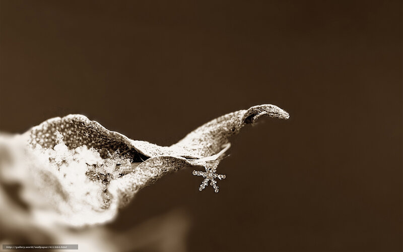 Frost-covered leaf with snowflake