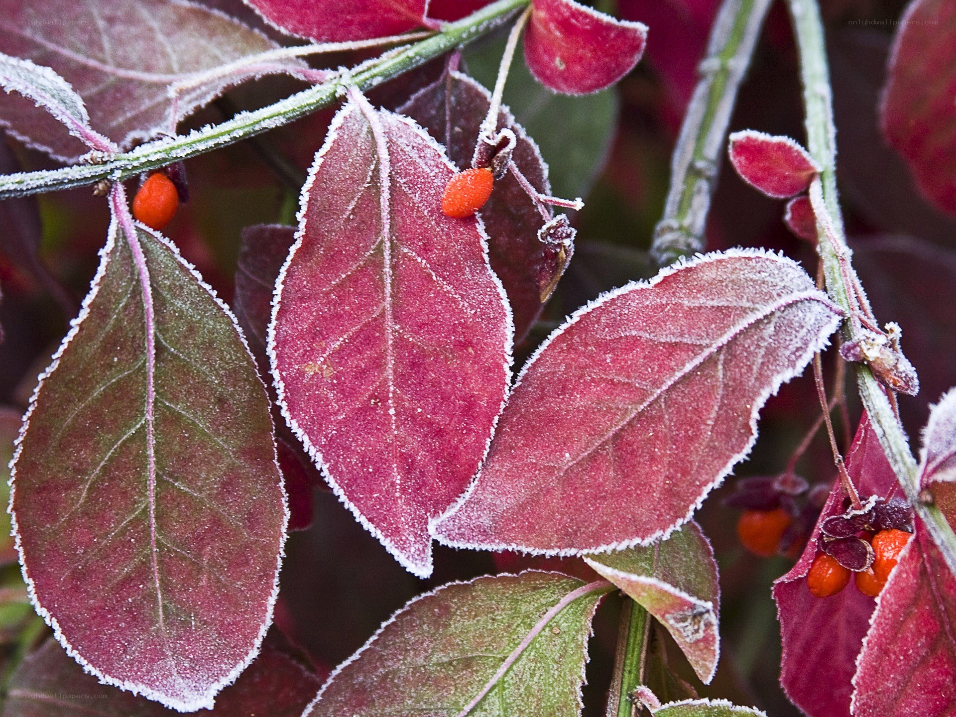 frost-covered leaves and berries