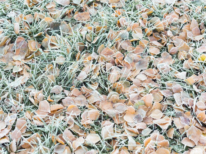 Frost-covered Leaves and Grass — Brown