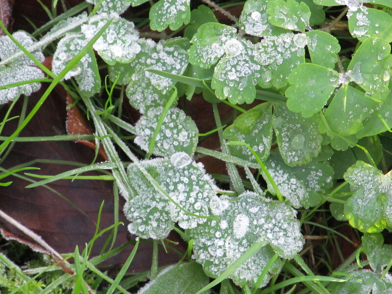 Frost-covered Leaves and Grass — Green, Calm
