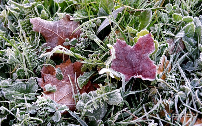 Frost-covered Leaves and Grass — Green