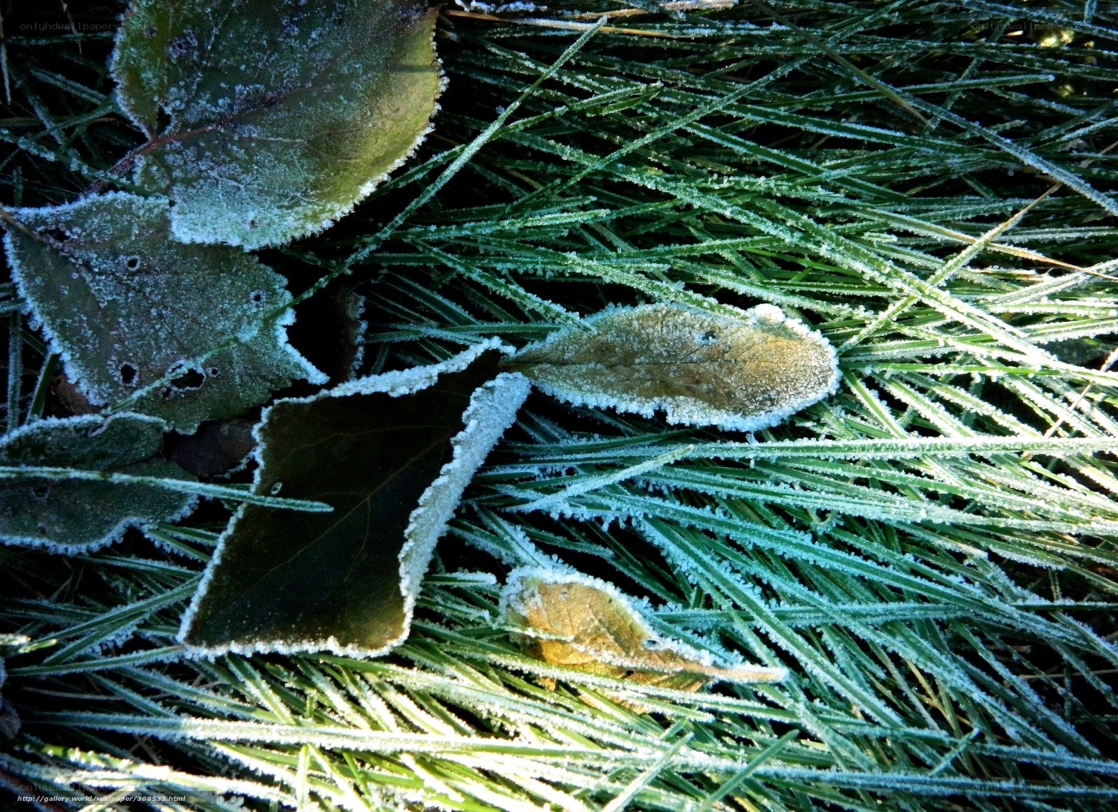 Frost-covered leaves and grass