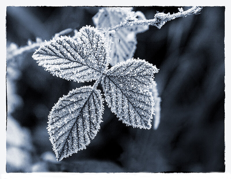 Frost-covered Leaves — Blue, Cold, Winter