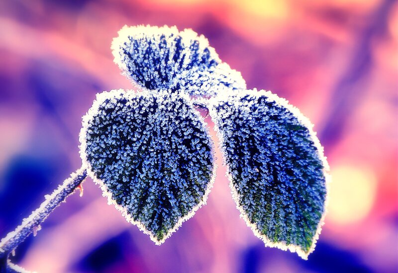 Frost-covered Leaves — Blue, Dramatic