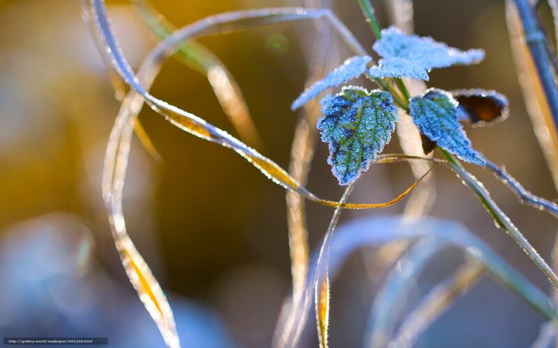 Frost-covered Leaves — Blue, Serene, Morning