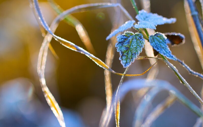 Frost-covered Leaves — Blue, Serene