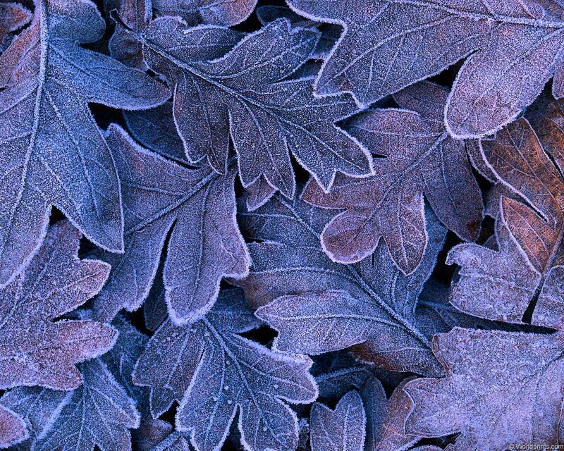 Frost-covered Leaves — Blue