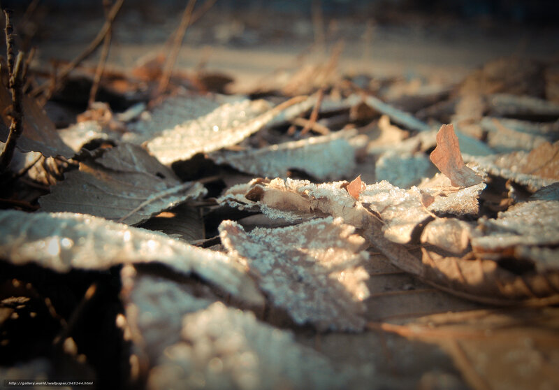 Frost-covered Leaves — Brown, Calm