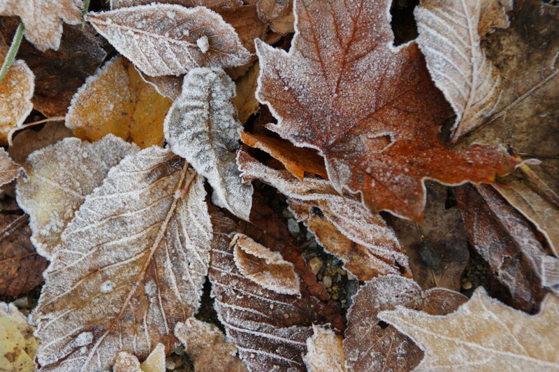 Frost-covered Leaves — Brown, Cold, Autumn, Photograph, Frost, Ground