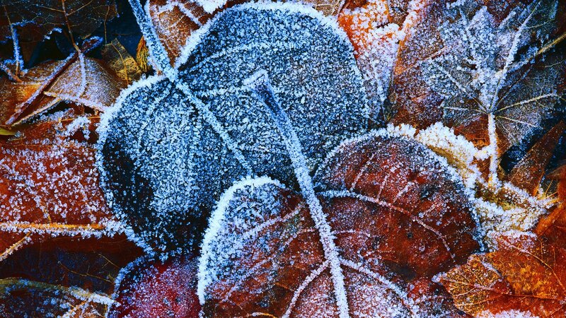 Frost-covered Leaves — Brown, Cold, Autumn, Photograph, Frost, White