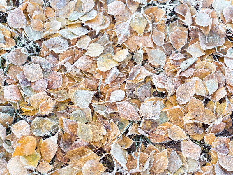 Frost-covered Leaves — Brown, Cold, Autumn, Photograph