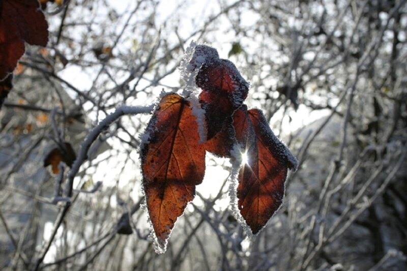 Frost-covered Leaves — Brown, Cold