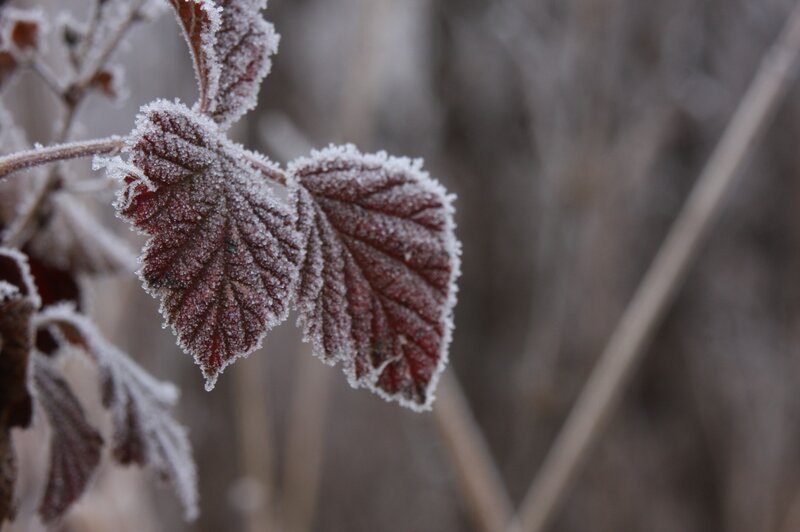 Frost-covered Leaves — Brown, Cold, Winter, Photograph, Frost, Branch