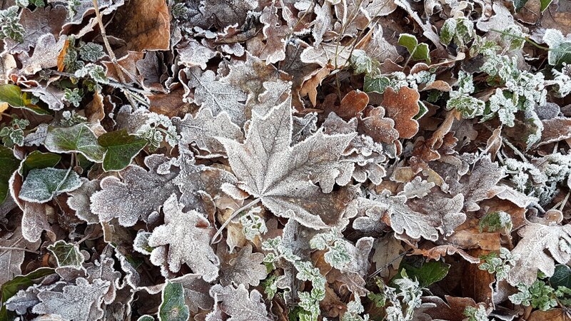 Frost-covered Leaves — Brown, Cold, Winter, Photograph, Frost, Ivy