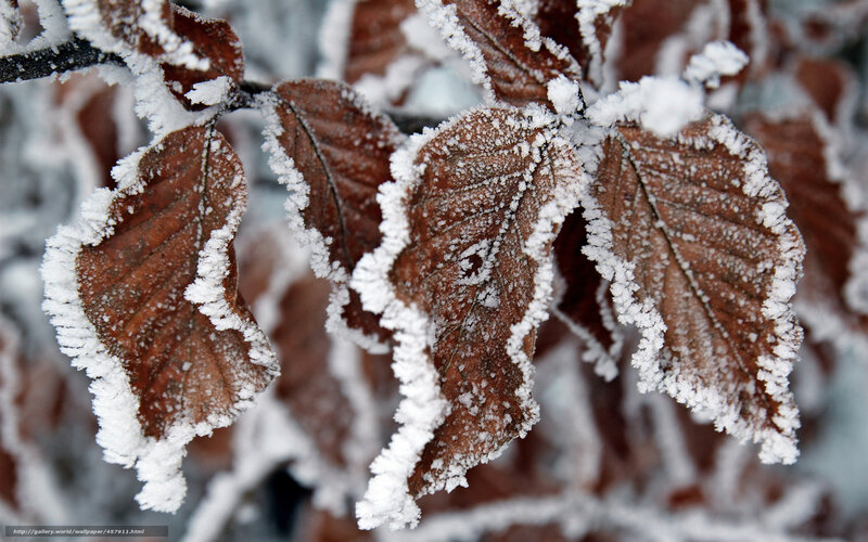 Frost-covered Leaves — Brown, Cold, Winter, Photograph