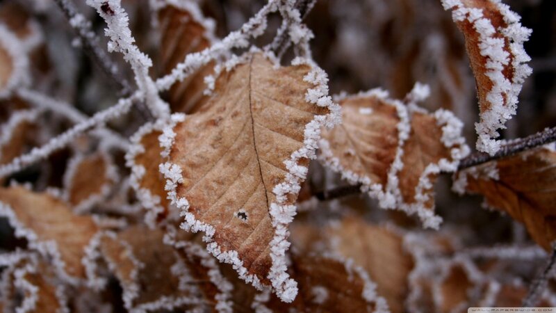 Frost-covered Leaves — Brown, Cold, Winter