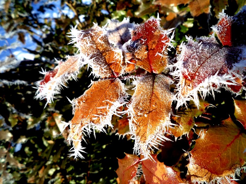 Frost-covered Leaves — Brown, Crisp