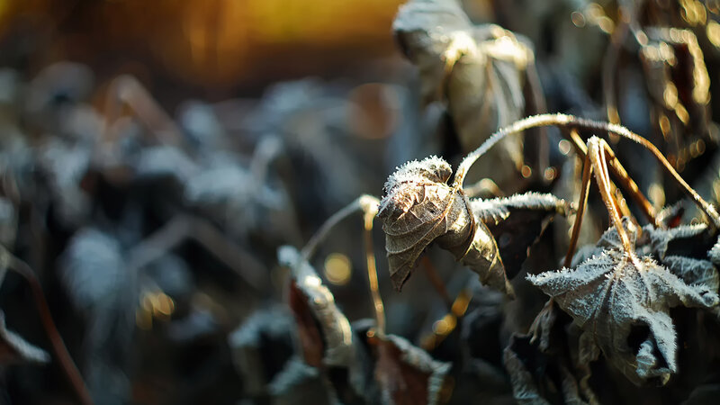 Frost-covered Leaves — Brown, Dramatic
