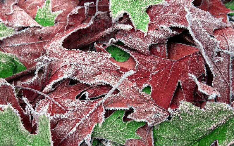Frost-covered Leaves — Cold