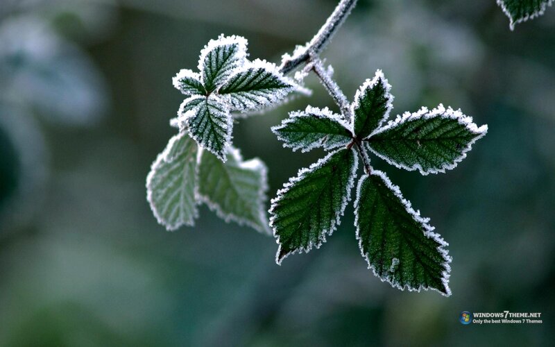 Frost-covered Leaves — Green, Calm