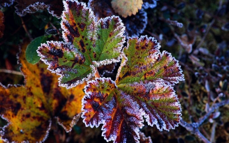 Frost-covered Leaves — Green, Cold, Autumn, Photograph, Frost
