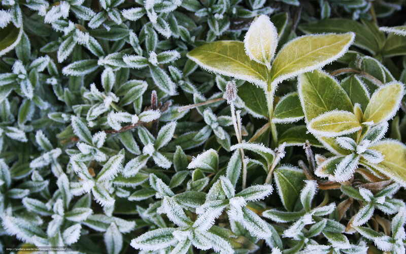Frost-covered Leaves — Green, Cold
