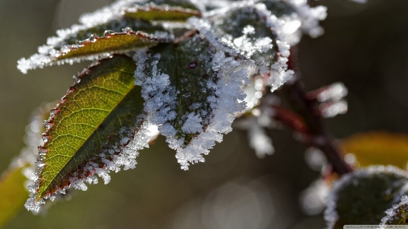 Frost-covered Leaves — Green, Cold, Winter, Photograph, Frost, Branch