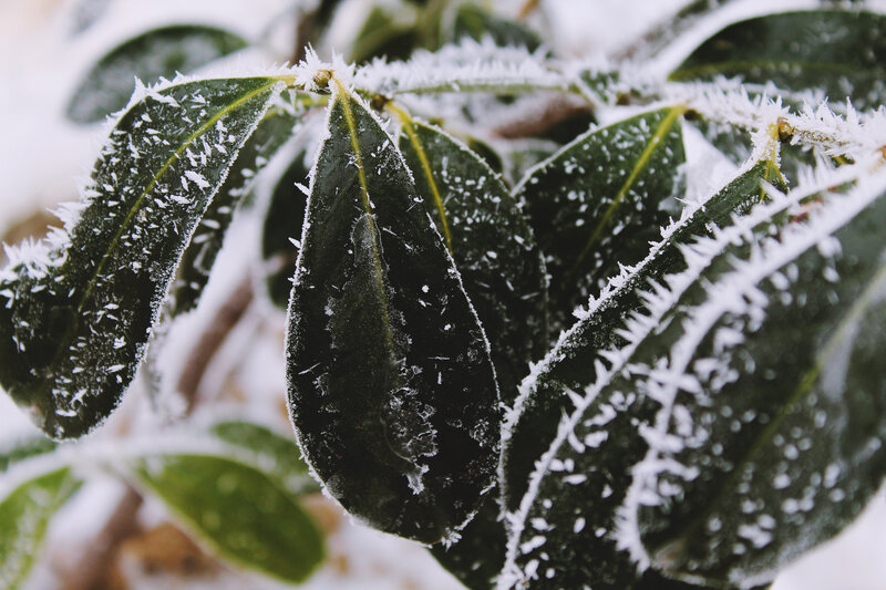 Frost-covered Leaves — Green, Cold, Winter, Photograph, Frost, Snow