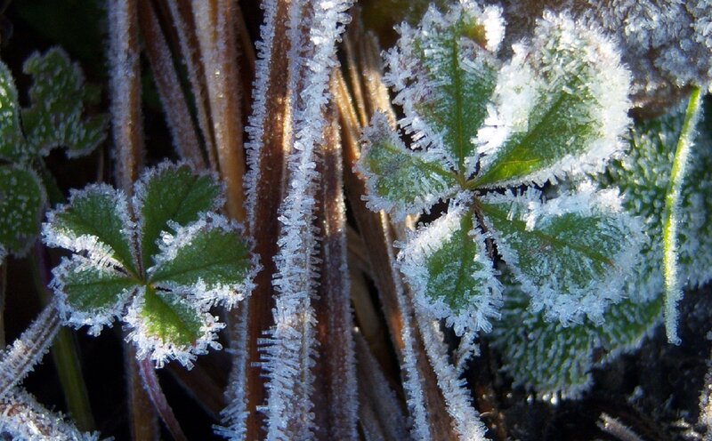 Frost-covered Leaves — Green, Cold, Winter, Photograph, Frost
