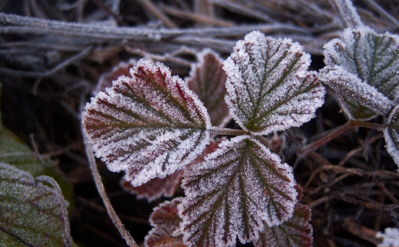 Frost-covered Leaves — Green, Cold, Winter, Photograph, Frost, Twigs