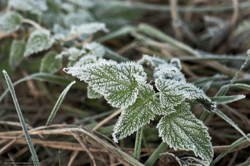 Frost-covered Leaves — Green, Cold, Winter, Photograph, Grass