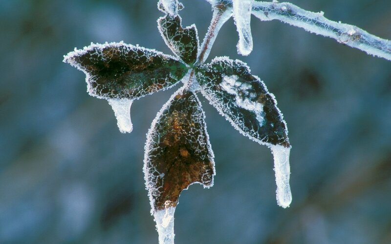 Frost-covered Leaves — Green, Cold, Winter, Photograph, Ice