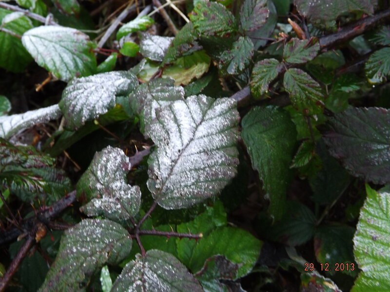 Frost-covered Leaves — Green, Cold, Winter, Photograph, Thorns