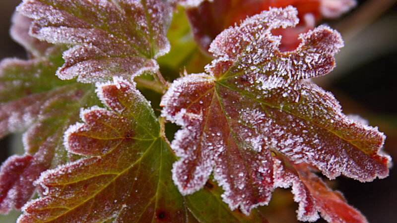 Frost-covered Leaves — Green, Cold, Winter, Photograph