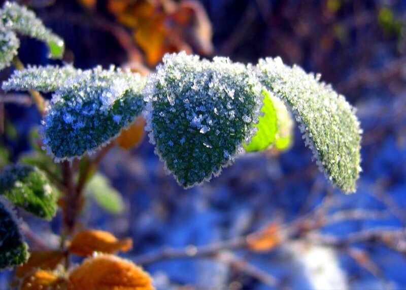 Frost-covered Leaves — Green, Cold, Winter
