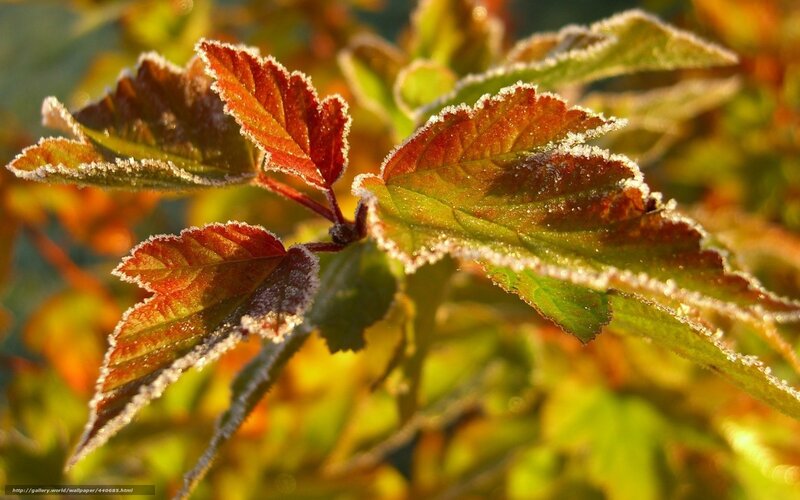 Frost-covered Leaves — Green, Serene