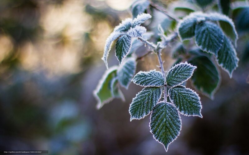 Frost-covered Leaves — Green, Serene, Winter