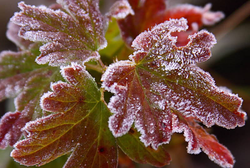 Frost-covered Leaves — Green