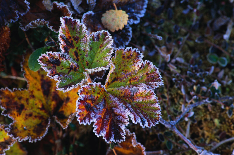 Frost-covered leaves in autumn