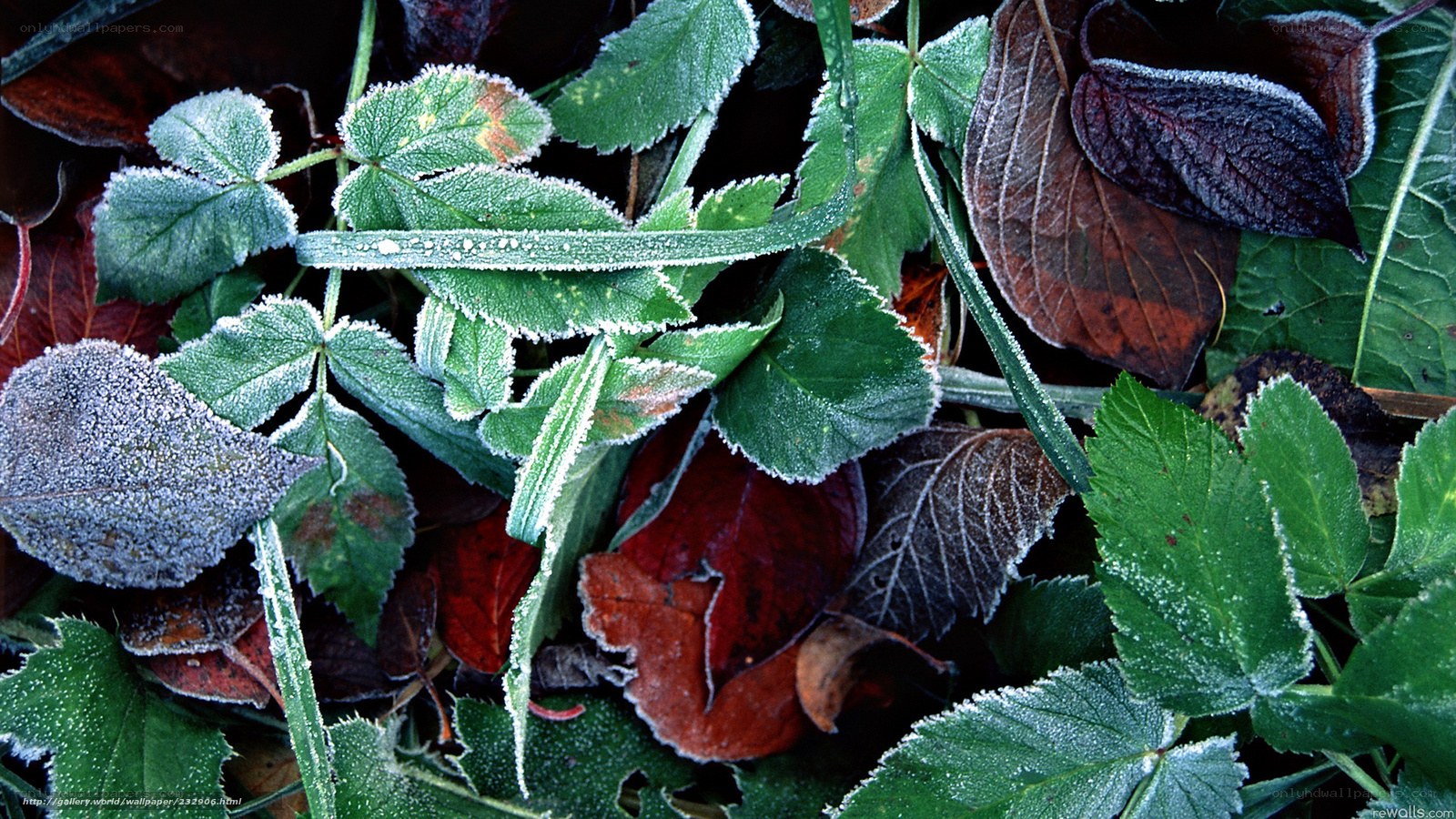Frost-covered leaves in autumn