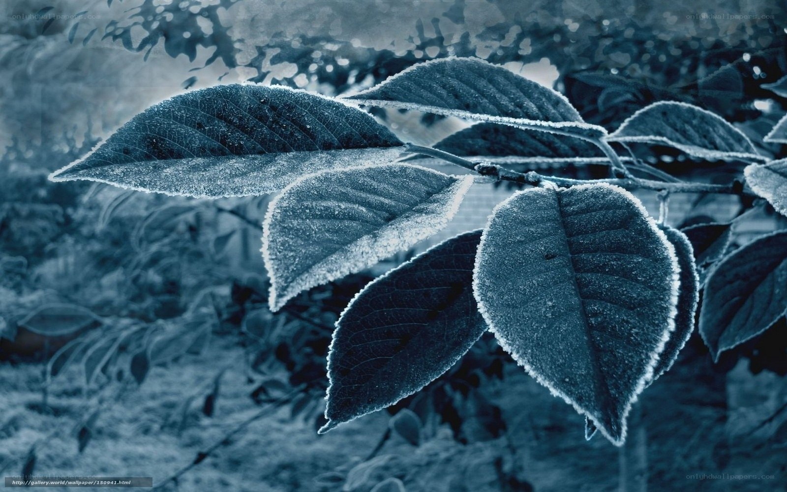 frost-covered leaves in blue