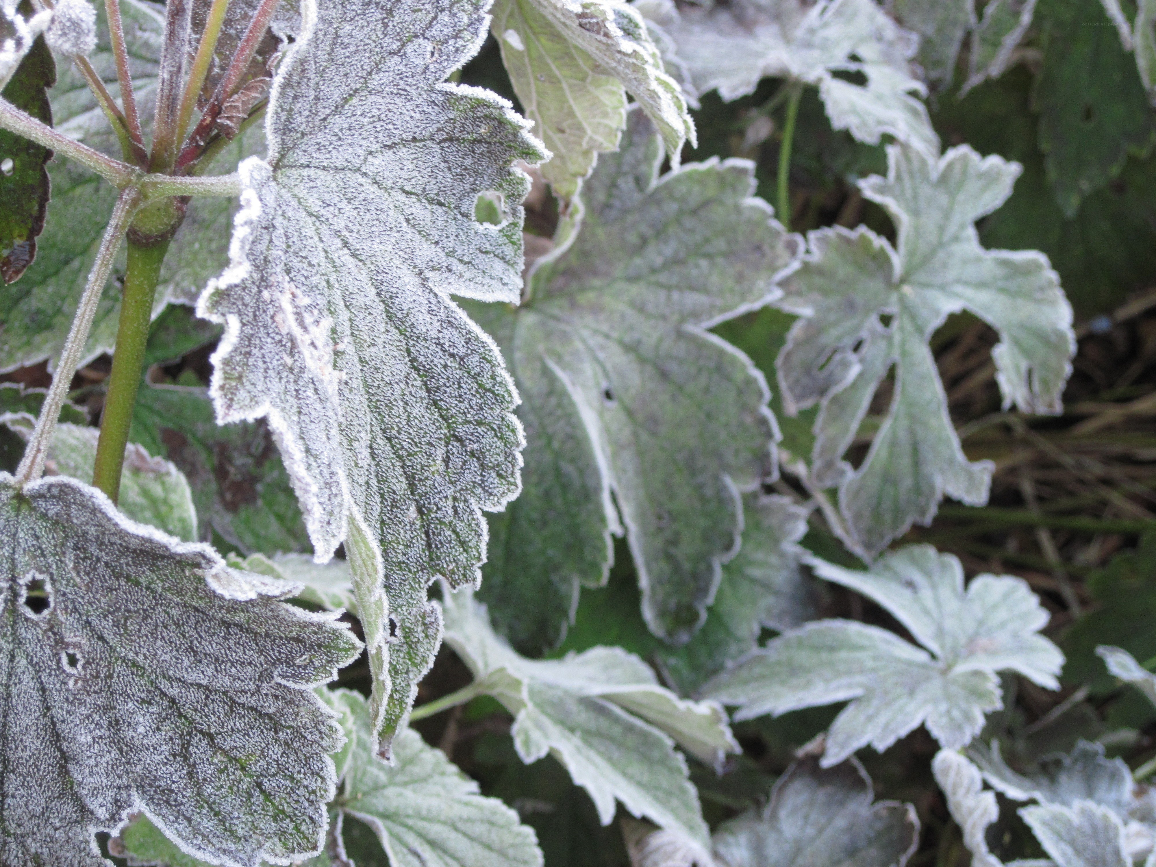 Frost-covered leaves in garden