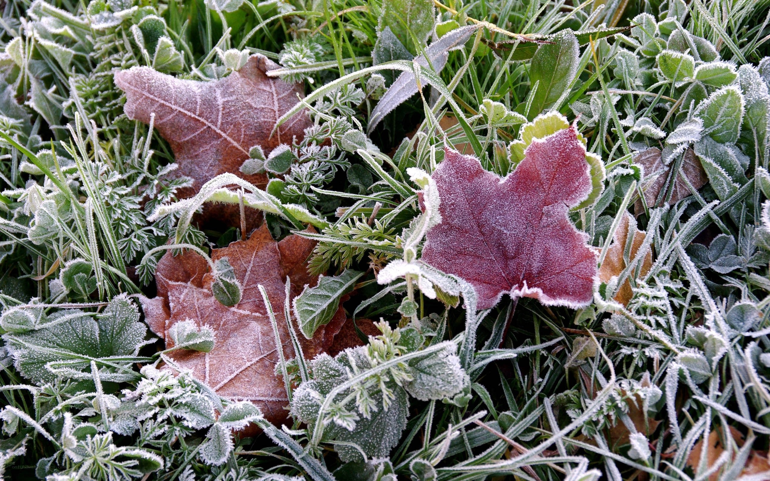 Frost-covered leaves in grass