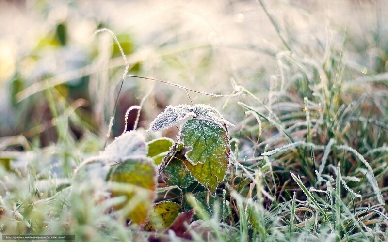 Frost-covered leaves in morning light